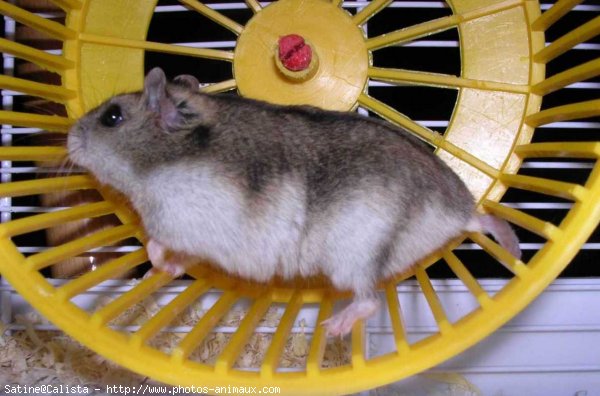 Photo de Hamster