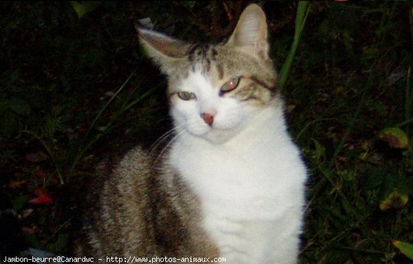 Photo de Chat domestique