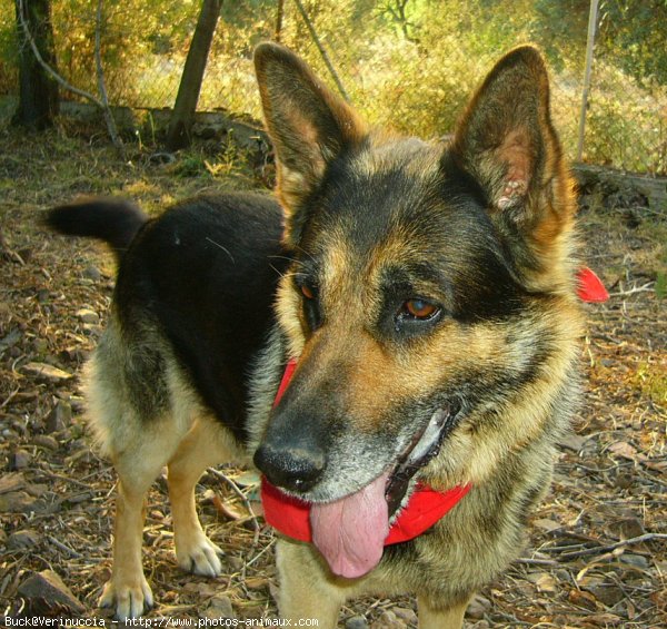 Photo de Berger allemand  poil court