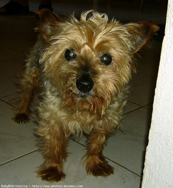 Photo de Yorkshire terrier