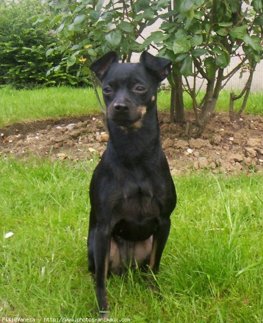 Photo de Pinscher nain