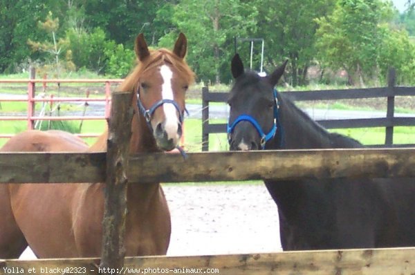 Photo de Quarter horse