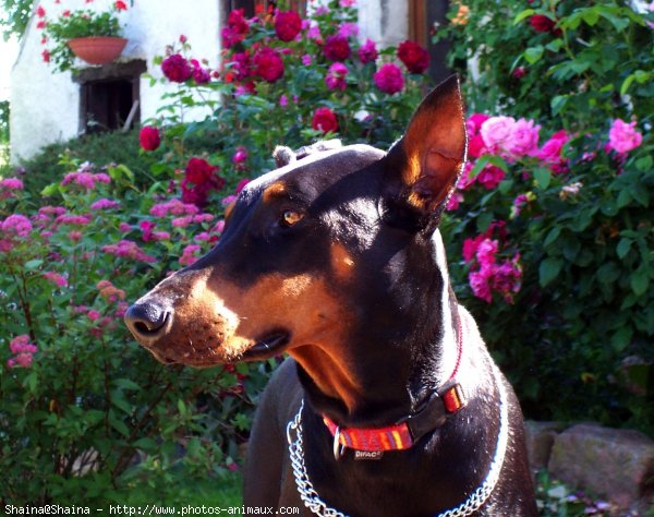 Photo de Dobermann