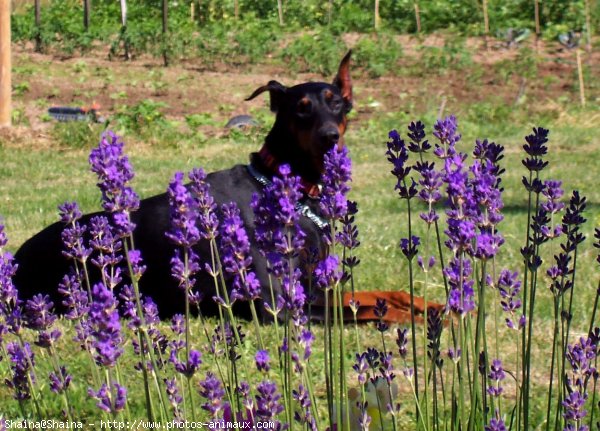 Photo de Dobermann