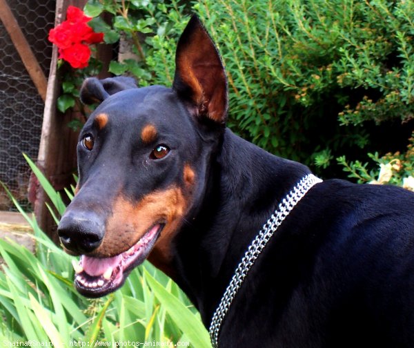 Photo de Dobermann