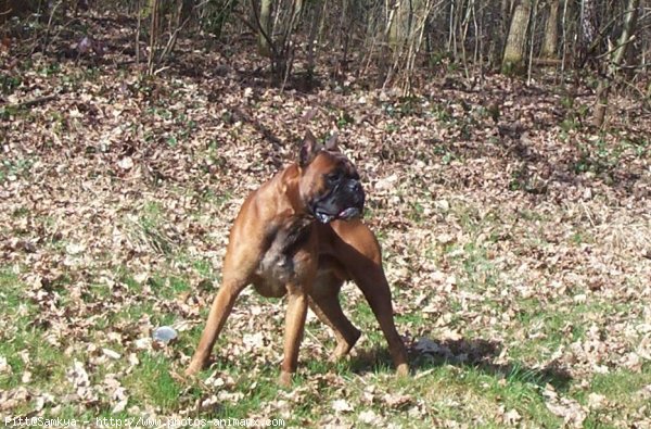 Photo de Boxer