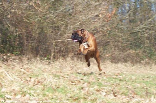 Photo de Boxer