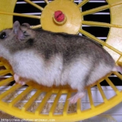 Photo de Hamster