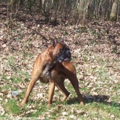 Photo de Boxer