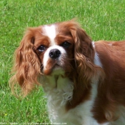 Photo de Cavalier king charles spaniel