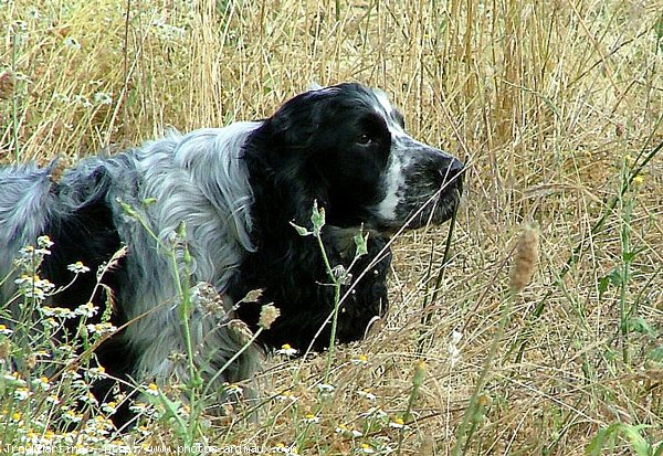 Photo de Cocker anglais