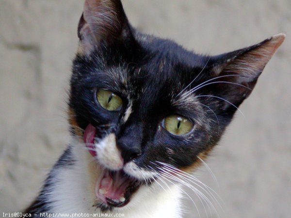 Photo de Chat domestique