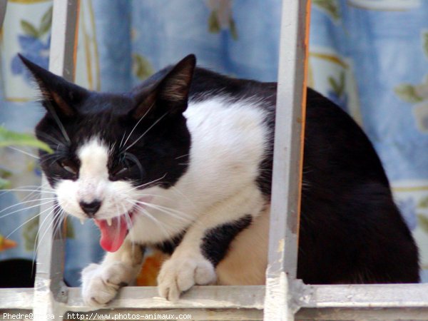 Photo de Chat domestique