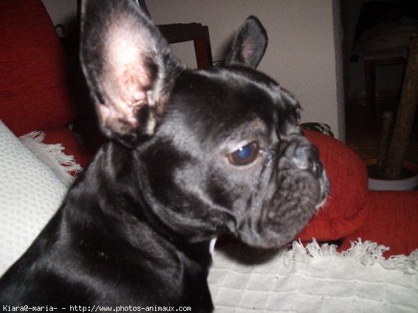 Photo de Bouledogue franais