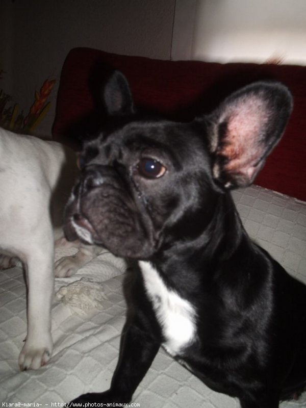 Photo de Bouledogue franais