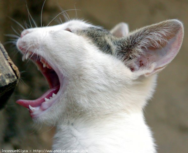 Photo de Chat domestique