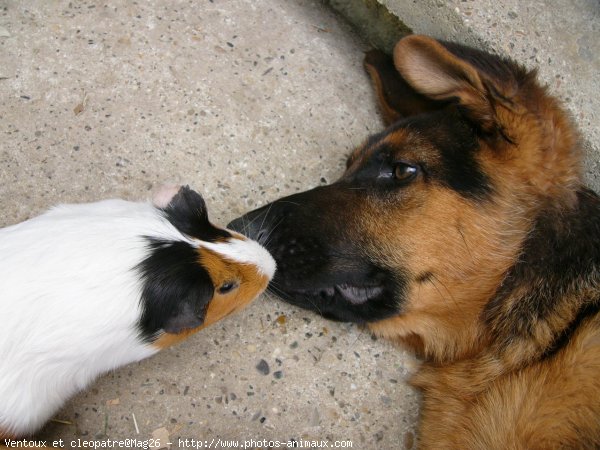 Photo de Berger allemand  poil court