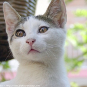 Photo de Chat domestique