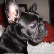 Photo de Bouledogue franais