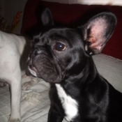 Photo de Bouledogue franais