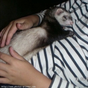 Photo de Furet