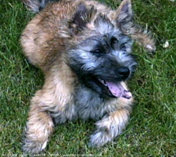 Photo de Cairn terrier