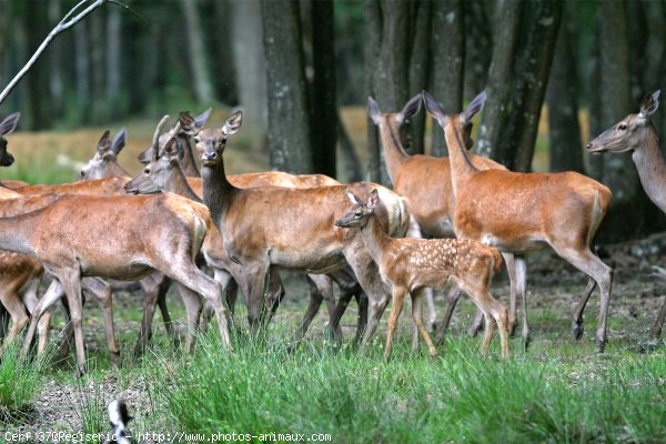 Photo de Biche