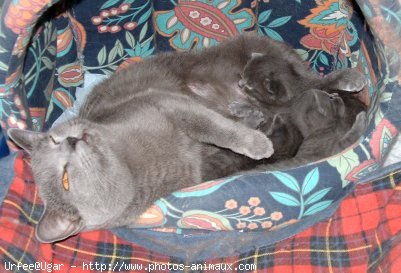 Photo de Chartreux