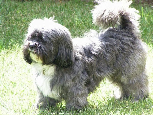 Photo de Lhassa apso