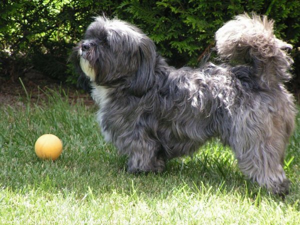 Photo de Lhassa apso