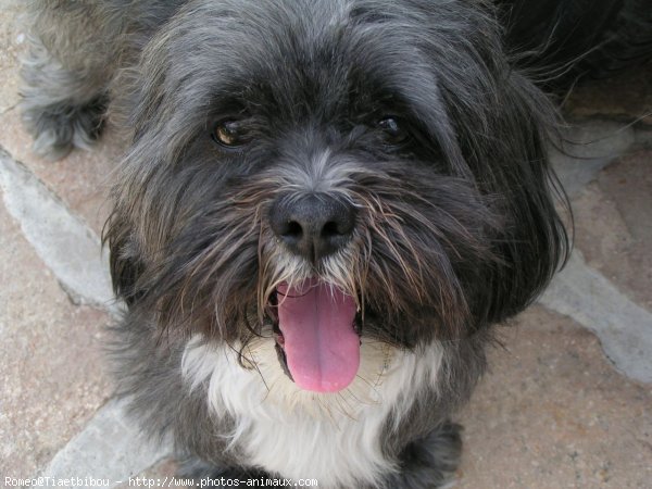 Photo de Lhassa apso