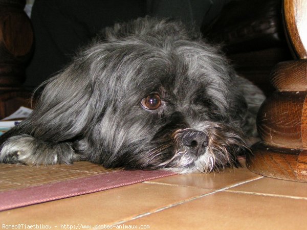 Photo de Lhassa apso