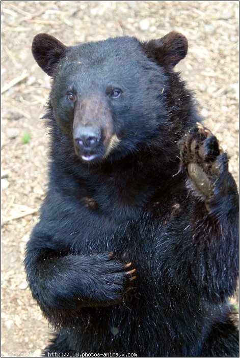 Photo d'Ours