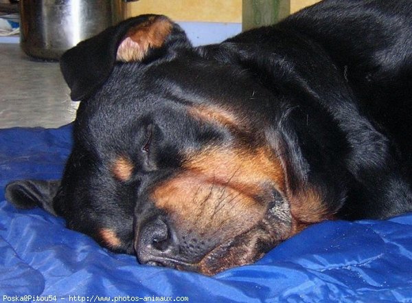 Photo de Rottweiler