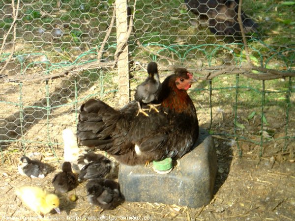 Photo de Poule