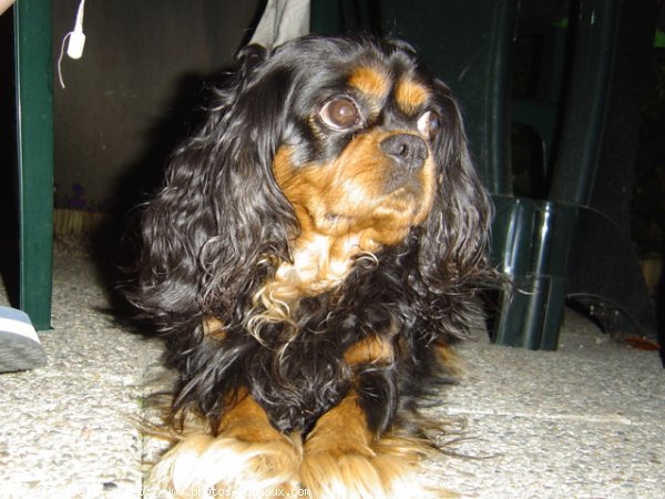 Photo de Cavalier king charles spaniel