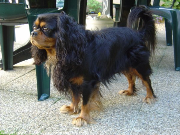 Photo de Cavalier king charles spaniel