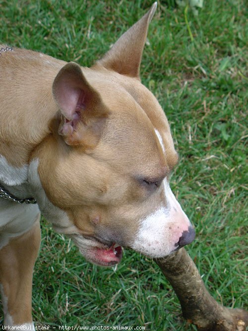 Photo d'American staffordshire terrier