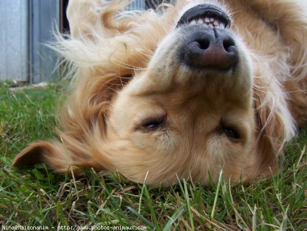 Photo de Golden retriever