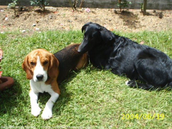 Photo de Beagle