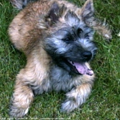 Photo de Cairn terrier