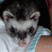 Photo de Furet