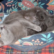 Photo de Chartreux