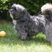 Photo de Lhassa apso