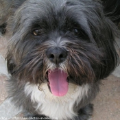 Photo de Lhassa apso