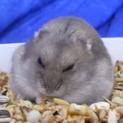 Photo de Hamster