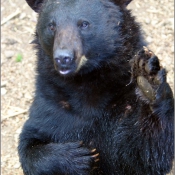 Photo d'Ours