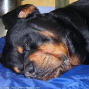 Photo de Rottweiler