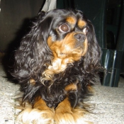 Photo de Cavalier king charles spaniel