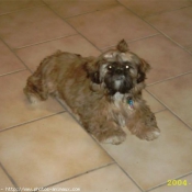 Photo de Shih tzu